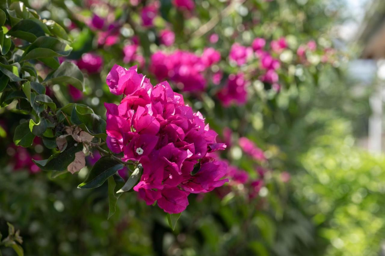 באלאק Villa Esma מראה חיצוני תמונה